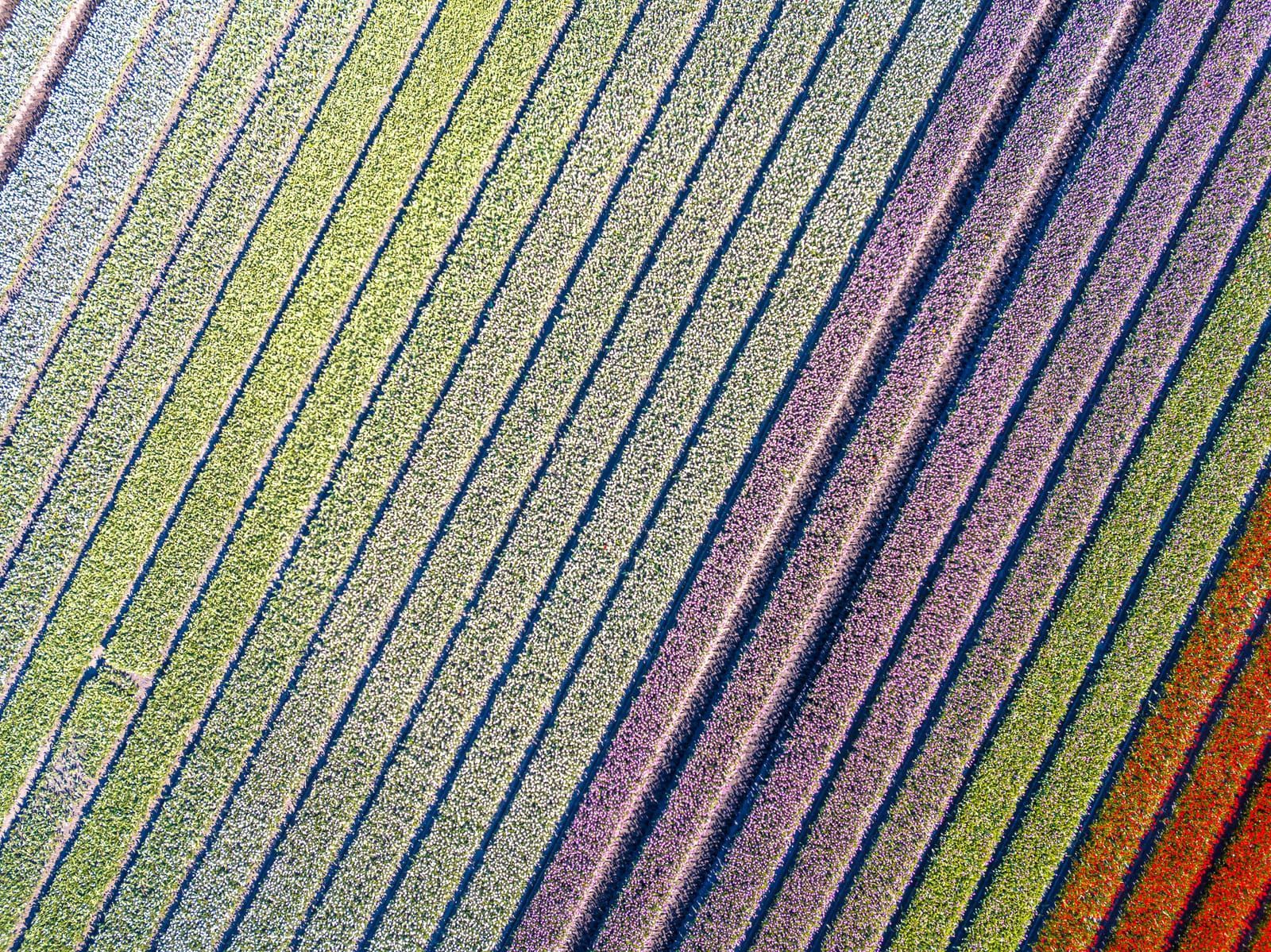 Aerial view of colorful striped farm fields